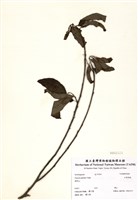 藏品(大葉溲疏)的圖片